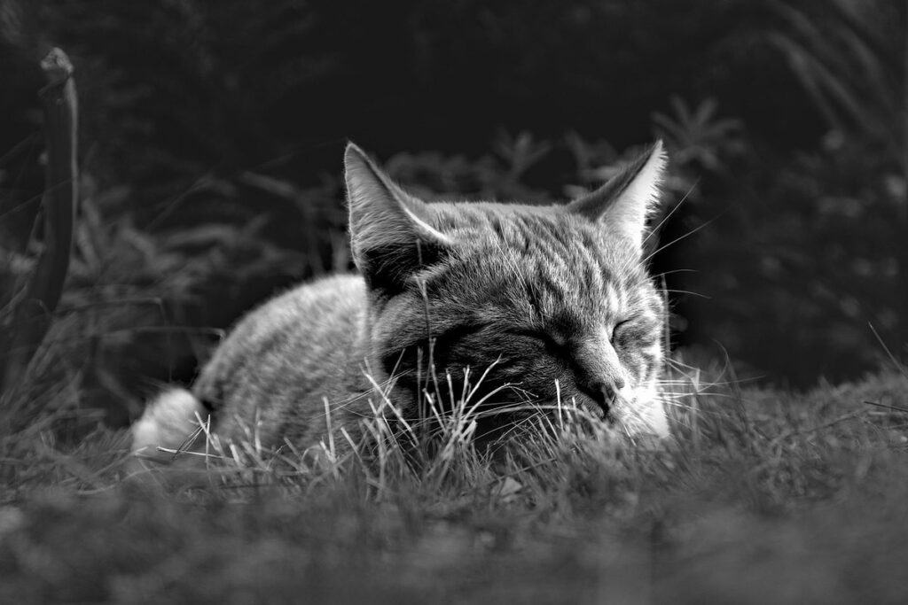 nap transition schedules