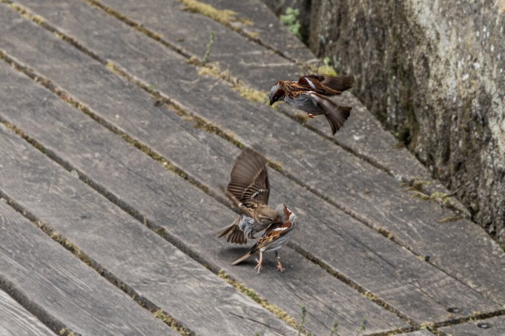introducing solids with baby-led weaning