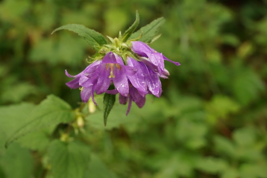 gratitude activities