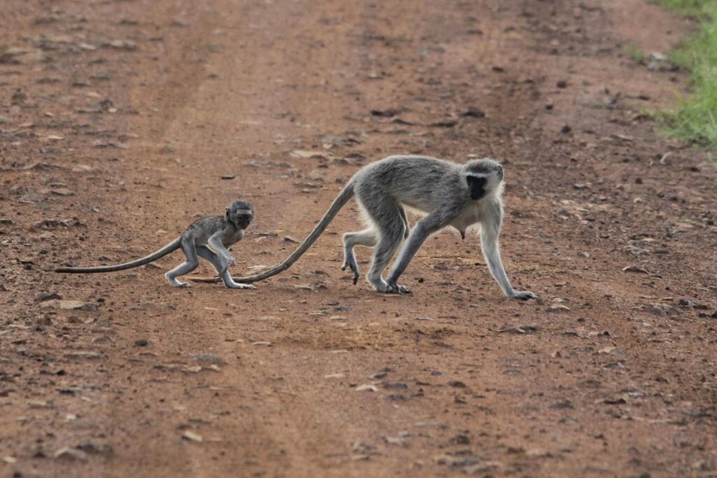 first month with a newborn guide